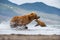 TheÂ KamchatkaÂ brownÂ bear, Ursus arctos